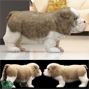 ENGLISH BULDOG PUPPY